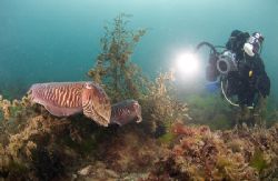 Cuttlefish breeding.
Cuttlefish cove . Devon.
10.5mm. by Derek Haslam 